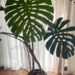 モンステラデリシオーサ　観葉植物の画像