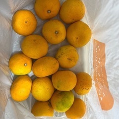 取引中  みかん