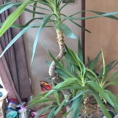 ☆特売 希少 レア 観葉植物 ドラセナ 美品 大きいです 早い者勝ち☆