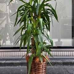観葉植物の画像