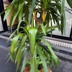 観葉植物の画像