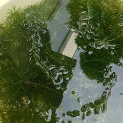 アナカリス 水草