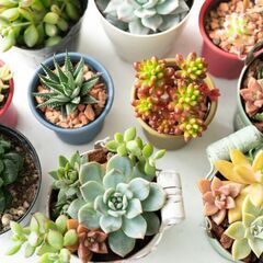◆多肉植物をぜひゆずってください☆