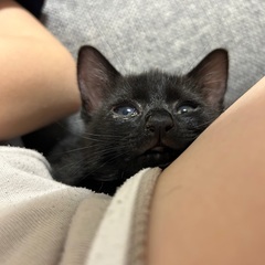 目の病気治療中のため募集停止！のわちゃん♡黒猫の女の子