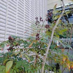 南天　ナンテン　万両　植木　火鉢の画像