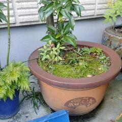 南天　ナンテン　万両　植木　火鉢の画像