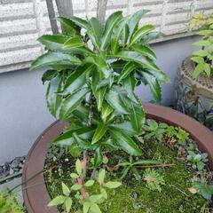 南天　ナンテン　万両　植木　火鉢の画像