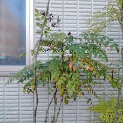 南天　ナンテン　万両　植木　火鉢の画像