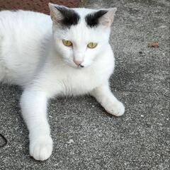 オス猫  去勢手術済  里親募集