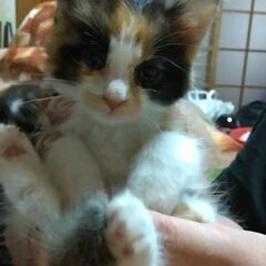 助けてください