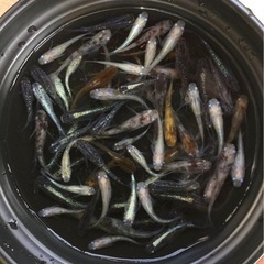 終了⭐️ミックスメダカ　60〜70匹⭐️お買い得です！　の画像