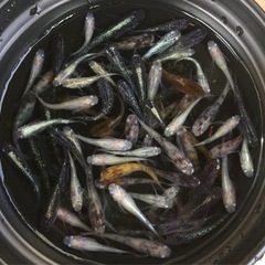 終了⭐️ミックスメダカ　60〜70匹⭐️お買い得です！　の画像