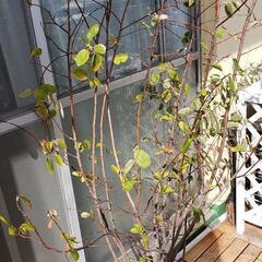 ジューンベリー    取りに来てくれる方
