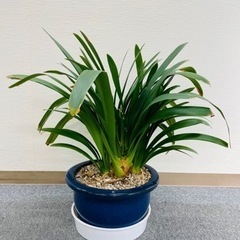 クンシラン