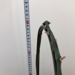 胡蝶蘭の画像