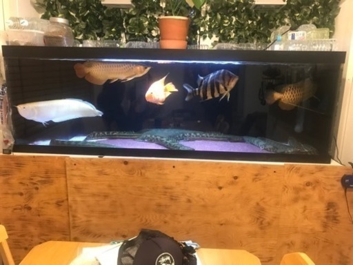 2024 アクリル水槽 1800水槽 最終値下げ現状渡し