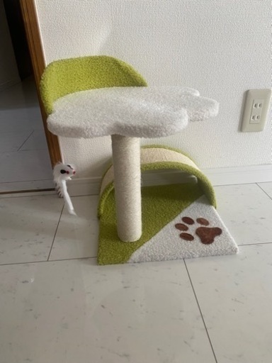 猫が楽しめる