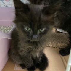 長毛2ヶ月の女の子