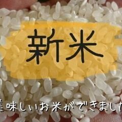 令和６年産  新米　元気つくし　玄米　３０kg　