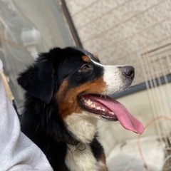 大型犬用品お譲りください