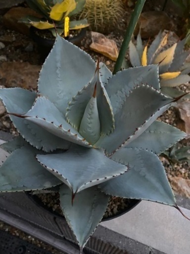 ドラゴントゥース親株　大株　良型