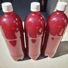PSB自家培養1.5L