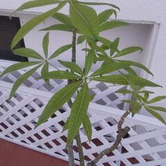 パキラ(木) ありがとうございました(*^^*)