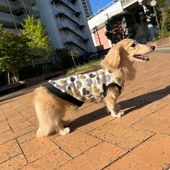 🐾かわいい犬服手作り教室　入門講座🐾の画像