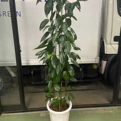 シナモン　観葉植物大鉢