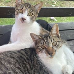 🍀半年位の女の子と男の子の子猫🍀