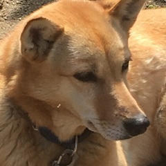 里親さん急募！根はやさしい甘えん坊です。番犬むき６歳メスです。 - 佐賀市