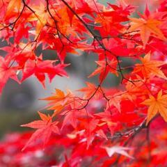11月入ってから紅葉観に行きませんか🍁