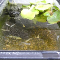 メダカの画像