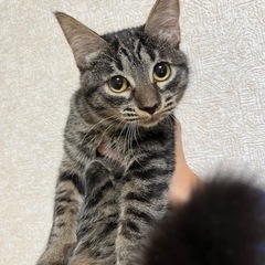 【募集停止】メス 7ヶ月位 タレ目ちゃん 避妊予定