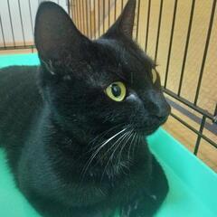 黒①　母猫の里親さん募集中　避妊済み − 岡山県