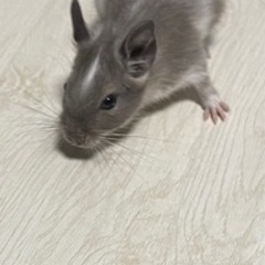 デグーの赤ちゃん4匹
