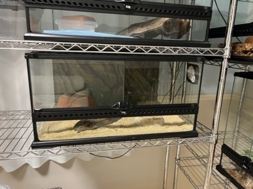 グラステラリウム6030