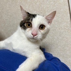 【一時募集停止】美嘉ちゃん 11ヶ月♂ワクチン去勢済