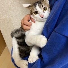 【募集一時停止】キジ白♂6ヶ月位