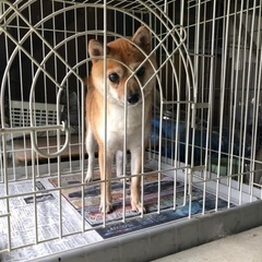 豆柴　2歳　家族が決まりました - 犬