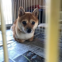 豆柴　2歳　家族が決まりました − 群馬県