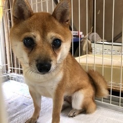 豆柴　2歳　家族が決まりました - 里親募集