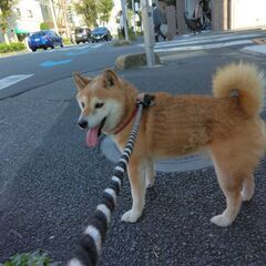 迷い犬を保護しました。