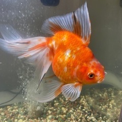 金魚、丹頂　　お取引き中です