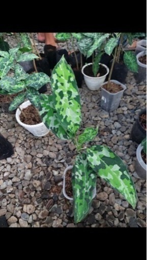 アグラオネマピクタム　アンダマン種子5粒(発根済)