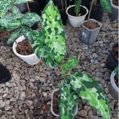 アグラオネマピクタム アンダマン種子5粒(発根済)