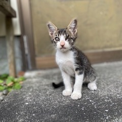 キジ白(オス) 届け出済み