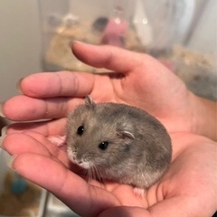 無償譲渡。ハムスター3ヶ月！ - うるま市