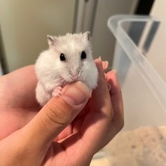 無償譲渡。ハムスター3ヶ月！