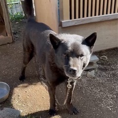 飼い主他界の為　甲斐犬愛好家の方に飼って頂きたいです。受付中断します。 − 福岡県